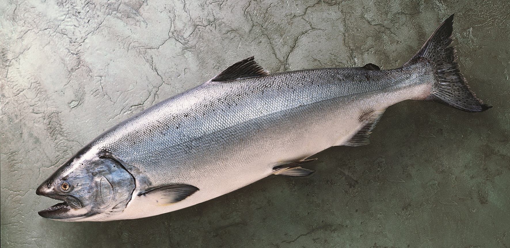 Image result for salmoni